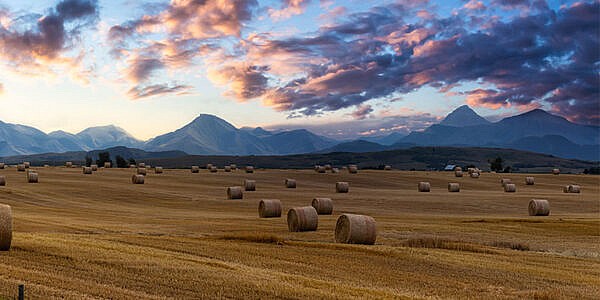 Panoramic view of bales of hay in a farm field against a sunrise with dramatic clouds